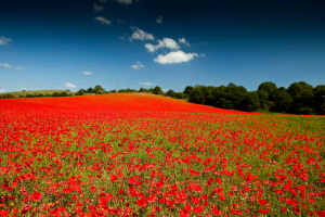 Poppy field